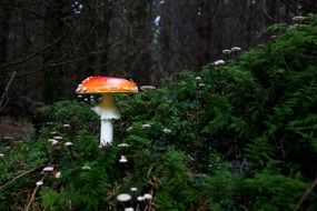 amanita among the grass in the forest