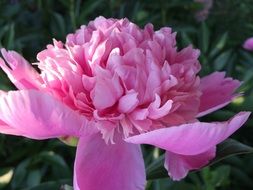 large pink peony in the flowerbed