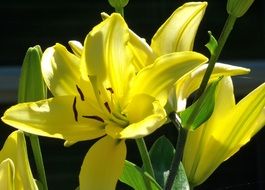 white summer lily flower