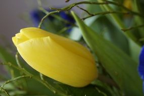 lonely tulip spring flower