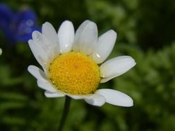 white daisy in drops of water close-up