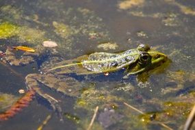 Frog in water in the pond