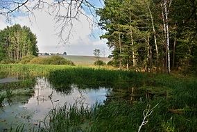 forest pond landscape in South Bohemian region