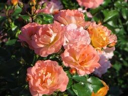 pink and orange roses in the garden