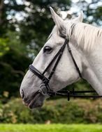 profile of white horse