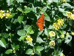 butterfly on the flower plant