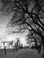 Black and white photo of the beautiful winter alley with trees