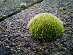 Small moss on a road