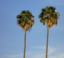 charming palm trees against the blue sky