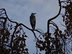 Heron on a tree branch against a cloudy sky