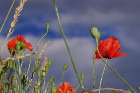 blooming poppies on the meadow on a blurred background