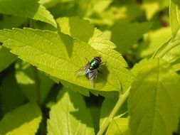 black fly on a green leaf in the garden