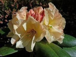 rhododendron garden flowers