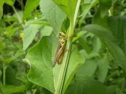 green grasshopper on a wild plant