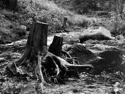 black and white photo of tree stump with roots