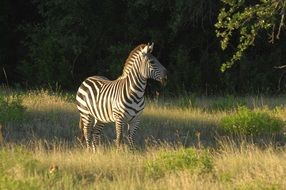 striped zebra on the pasture in Africa