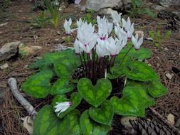 cyclamens like spring flowers