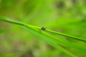 fly on a green blade of grass close-up on blurred background