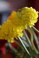 closeup picture of yellow ranunculus flower blossom