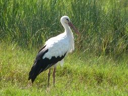 stork in the natural environment
