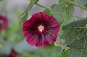 Mallow flower in the garden
