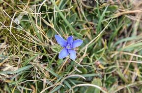 Blue flower in the garden in summer