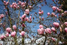 blooming magnolia tree with pink flowers