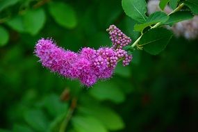 Bright Violent flowere on green branch