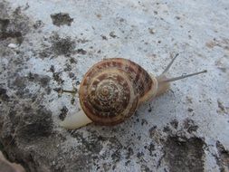 snail top view