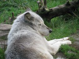 Gray Wolf at Portland Zoo