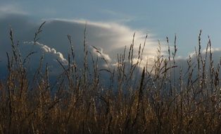 high reed against a gray sky