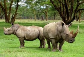 Big rhinos in Africa