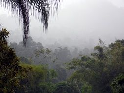 fog jungle
