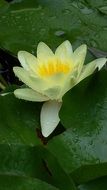 light yellow water lilly in pond macro