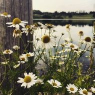 meadow of white daisies near the river