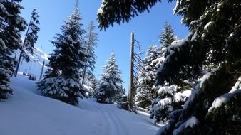 snowy trees in AllgÃ¤u