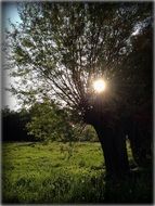 sunlight through the branches of a large tree