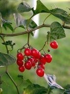 red christmas berries