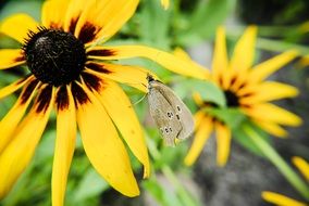 butterfly on sunflower macro