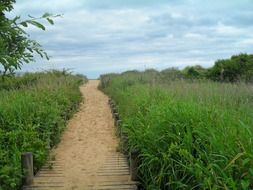 wooden walkpath through marsh