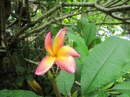 Tropical plumeria flower