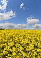 field of yellow rapeseed under blue sky