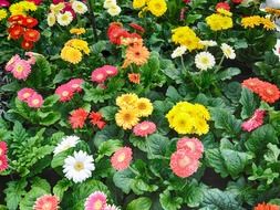 Flowers of different colors in the garden