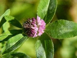 clover plant