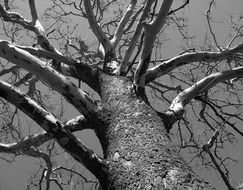 dead tree in black white image