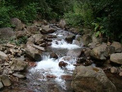 Rapids in Atlantic forest
