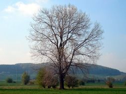 lonely tree at the foot of the hill