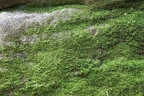 Rock covered with green moss close-up