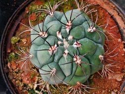 potted garden cactus