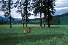 deer stands in a green meadow, national park, america